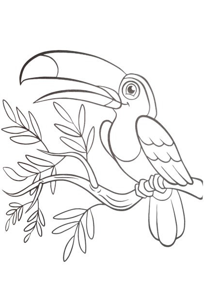 toucan coloring worksheet